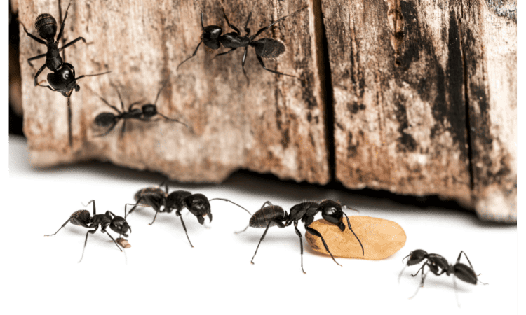 How to get rid of carpenter ants