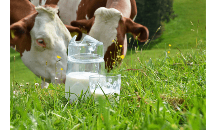 can humans digest cow milk