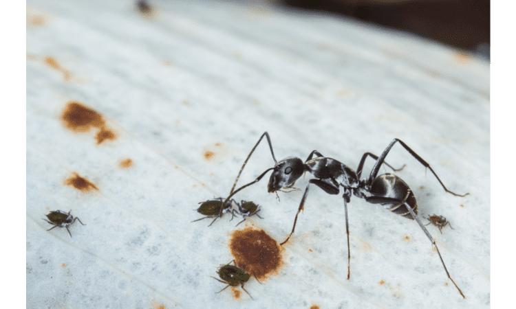 what does carpenter ants look like