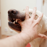 how to treat a dog bite at home