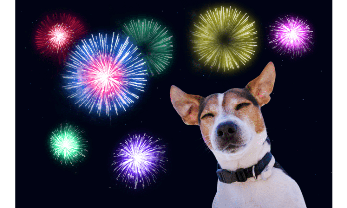 Five ways to help your pets cope with fireworks