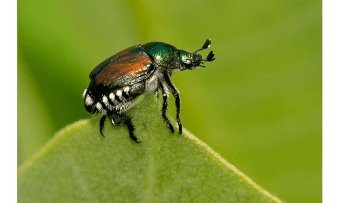 How to kill Japanese beetles