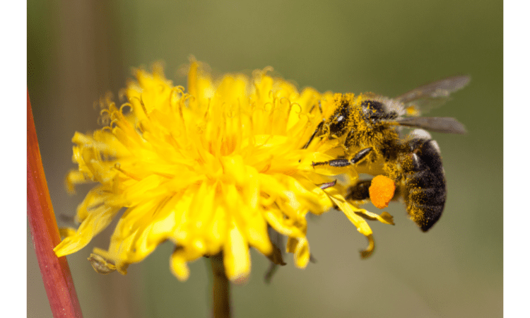 How to keep pollinators happy in a drought 