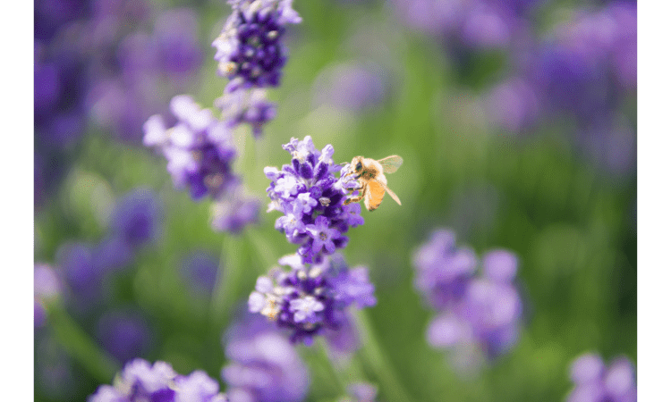 Best Plants For Bees and Pollinators