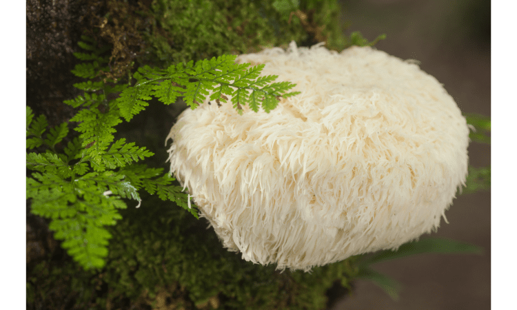 Amazing Proven Benefits of Lion's Mane Mushrooms