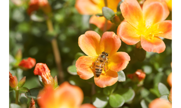 best ways how to keep bees away from hummingbird feeders