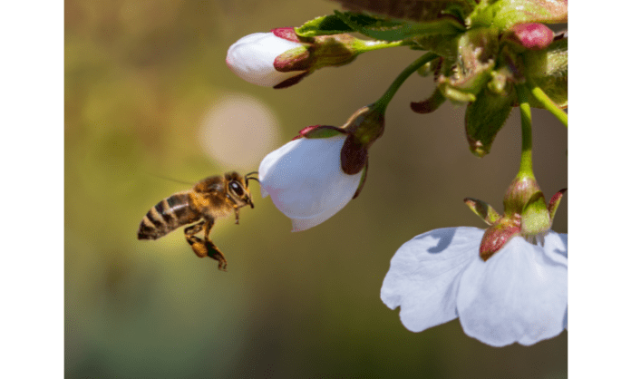 How to keep pollinators happy in a drought
