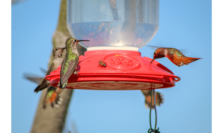 hummingbird feeder 