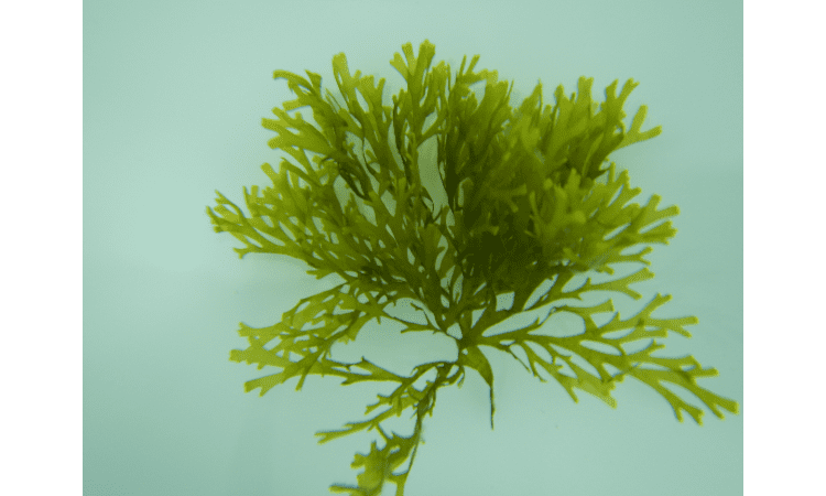 10 Amazing health benefits of eating seaweed