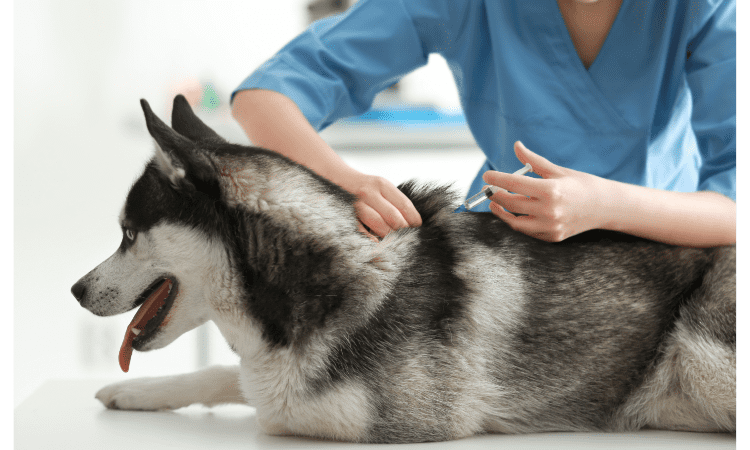 Best Tips to Keep Your Dog Healthy