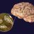 Know About Brain Eating Amoeba