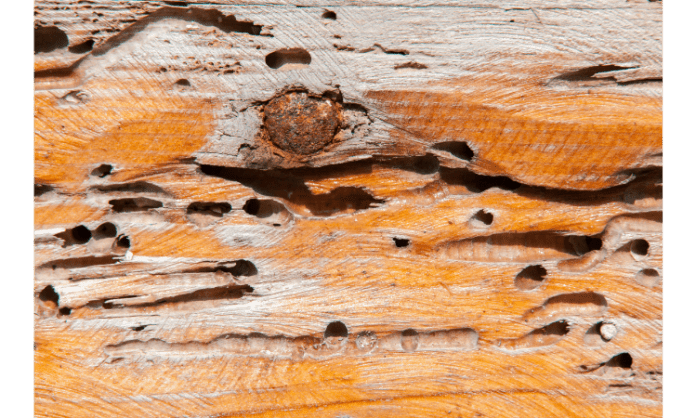 How to get rid of a woodworm infestation
