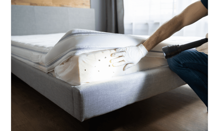 how to get rid of mattress with bed bugs