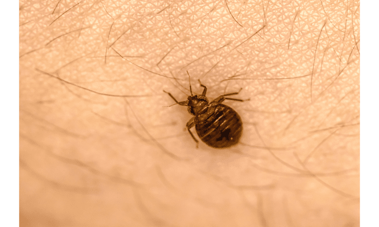 how to get rid of bed bugs in mattresses