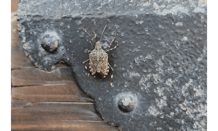 how to repel stink bugs from your house