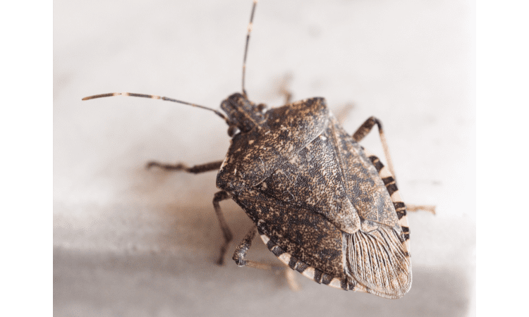Why do stink bugs come in your house