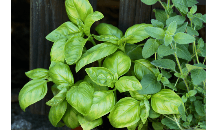 Which summer herbs should you swap 