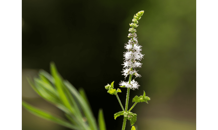 What does black cohosh do for hormones